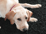 Colorado Cleaning and Restoration carpet cleaning, air duct cleaning, pet urine cleaning, tile and grout cleaning, wood floors and furniture cleaning