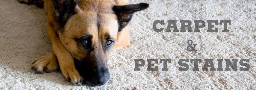 Colorado Cleaning and Restoration carpet cleaning, air duct cleaning, pet urine cleaning, tile and grout cleaning, wood floors and furniture cleaning